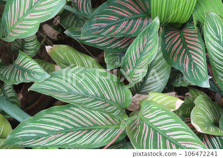 Pin-stripe calathea leaf plant on farm for sell Pin-stripe calathea leaf plant on farm for sell 106472241