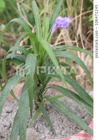 Ruellia simplex flower tree on farm Ruellia simplex flower tree on farm 106472245
