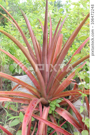 Ananas lucidus also called Red Spineless Pineapple on farm Ananas lucidus also called Red Spineless Pineapple on farm 106472248