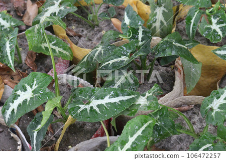 Syngonium wendlandii leaf plant on pot in farm Syngonium wendlandii leaf plant on pot in farm 106472257