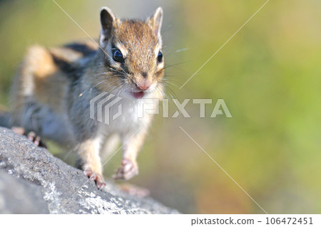 Ezoshimarisu 106472451