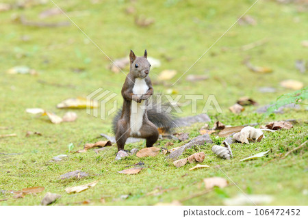 Ezorisu Ezorisu 106472452