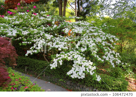 Odemari flowers in full bloom Odemari flowers in full bloom 106472470