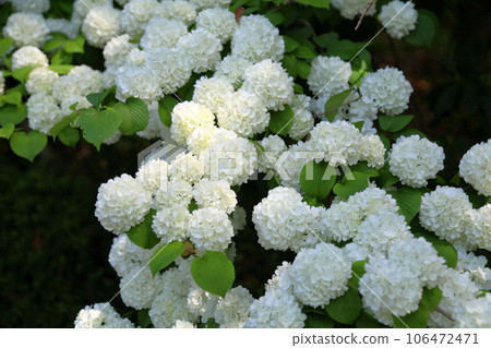 Odemari flowers in full bloom Odemari flowers in full bloom 106472471