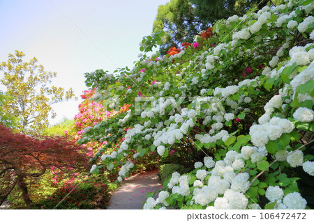 Odemari flowers in full bloom Odemari flowers in full bloom 106472472