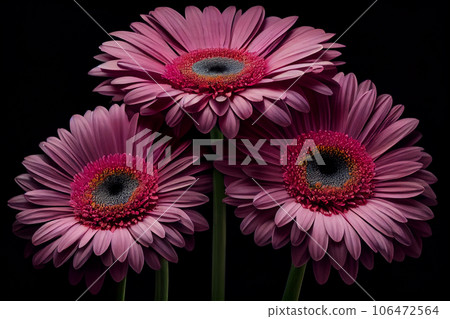 gerbera flower after rain with a black background 106472564