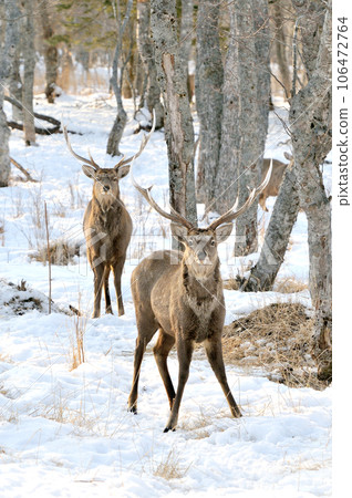 Ezo deer Ezo deer 106472764
