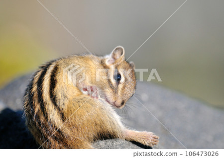 Ezoshimaris Ezoshimaris 106473026