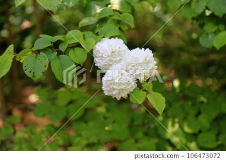 Odemari的花朵 Odemari的花朵 106473072