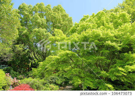 Ilohamomida年輕葉子 Ilohamomida年輕葉子 106473073
