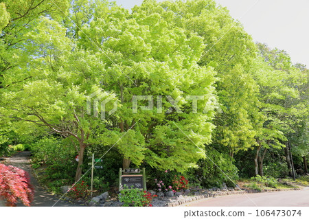 Ilohamomida年輕葉子 Ilohamomida年輕葉子 106473074