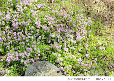 盛開的百里香花 盛開的百里香花 106473075