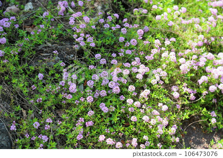 Thyme flower in full bloom Thyme flower in full bloom 106473076