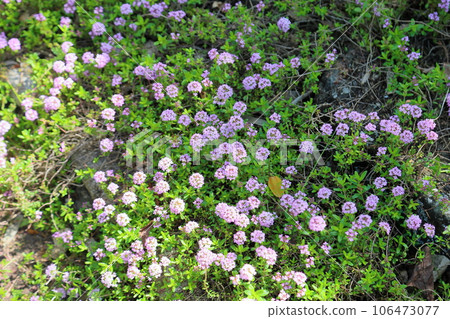 Thyme flower in full bloom Thyme flower in full bloom 106473077