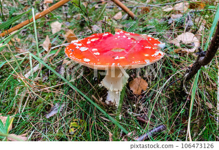 Close-up of a bright, beautifull amanita mushroom in the forest Close-up of a bright, beautifull amanita mushroom in the forest 106473126