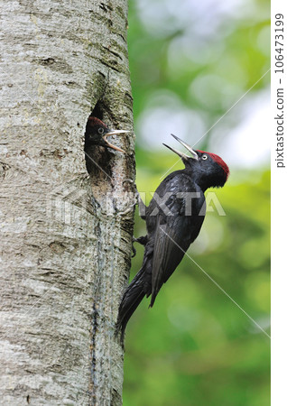 Kumagera Kumagera 106473199