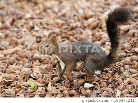 Ezorisu 106473211