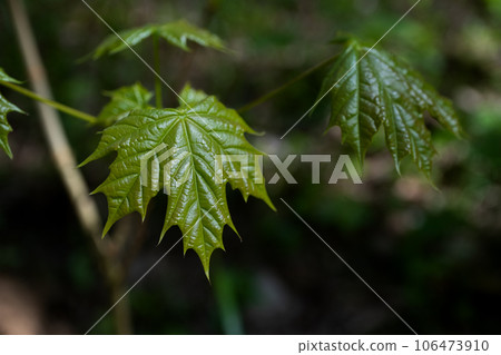 Selective focus of fresh green maple leaf on dark blured background Selective focus of fresh green maple leaf on dark blured background 106473910