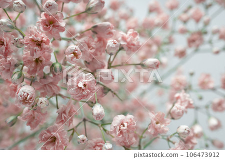 Selective focus blur of pink gypsophila flowers close up. White background, horizontal. Selective focus blur of pink gypsophila flowers close up. White background, horizontal. 106473912