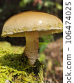 Forest mushrooms 106474025