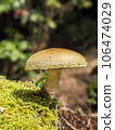 Forest mushrooms 106474029