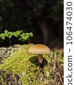 Forest mushrooms 106474030