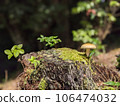 Stump and mushroom 106474032