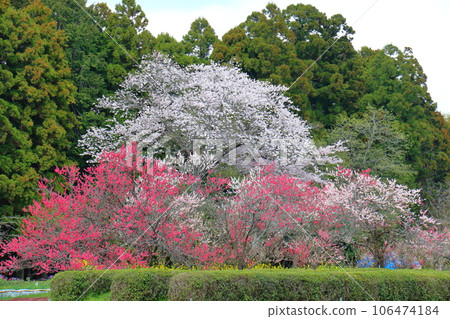 Cherry blossoms and bayberry in Yoshitaka, wild cherry (Yamazakura), Yoshitaka, Inzai City, Chiba Prefecture Cherry blossoms and bayberry in Yoshitaka, wild cherry (Yamazakura), Yoshitaka, Inzai City, Chiba Prefecture 106474184