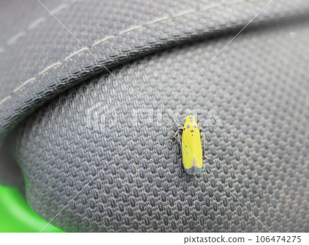 The bug that was called the temple priest 106474275
