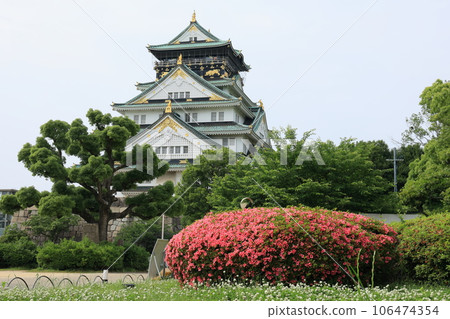 夏天大阪城公園的杜鵑花和大阪城 106474354