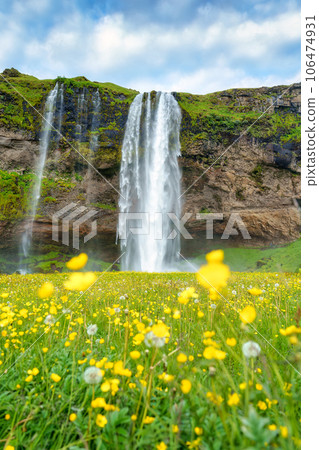 Seljalandsfoss waterfall flowing with yellow flower blooming in summer at Iceland 106474931