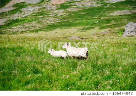 Flock of sheep grazing on grassland in countryside Flock of sheep grazing on grassland in countryside 106474947