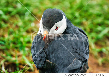 Atlantic puffin living on cliff of Atlantic Ocean during breeding season Atlantic puffin living on cliff of Atlantic Ocean during breeding season 106474975