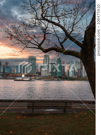 Wooden chair under the wilt maple tree in stanley park and illuminated cityscape by the bay in the evening at Vancouver 106475010