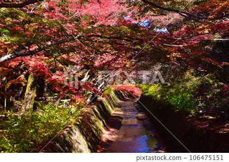 秋天的北野天滿宮 106475151