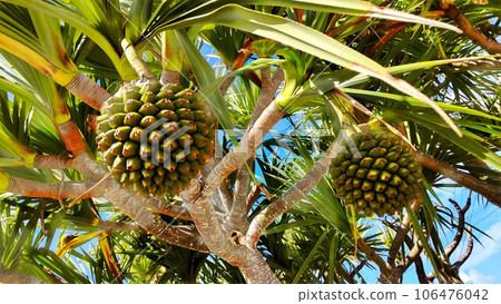 生長在南方的章魚樹 106476042