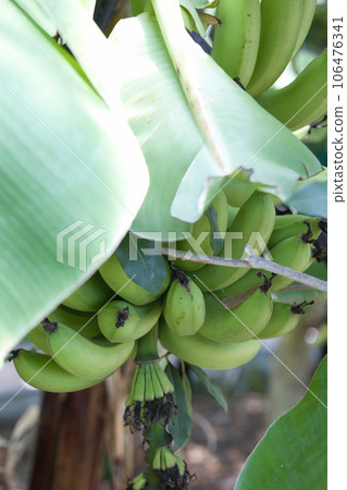 未成熟的綠色香蕉果實已長成一棵樹 106476341