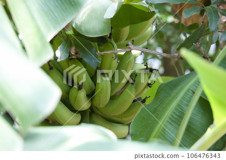 An unripe green banana fruit that has become a tree An unripe green banana fruit that has become a tree 106476343