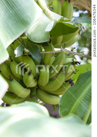未成熟的綠色香蕉果實已長成一棵樹 106476344