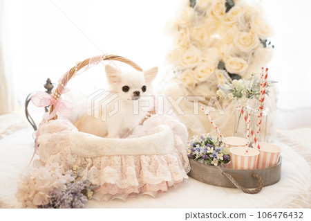 奇瓦瓦Yui在籃子裡微笑 106476432