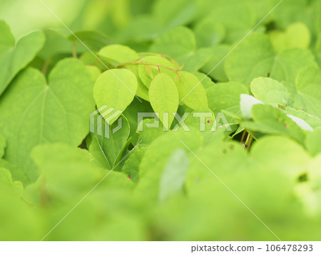 背景充滿新鮮的綠色植物 背景充滿新鮮的綠色植物 106478293