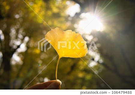 Autumn sunshine and ginkgo 106479488