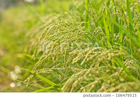 Ears of rice shining in the setting sun Ears of rice shining in the setting sun 106479515