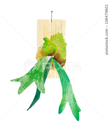 蝙蝠蘭 Willinky 後代的插圖 106479601