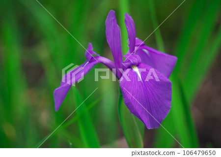 Iris flowers in Kiso Ayame Park pond full of fresh greenery 106479650
