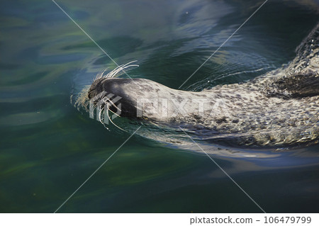 The fur seal swims upside down in Denmark The fur seal swims upside down in Denmark 106479799