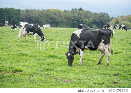 Black and whtie milk cows grazing grass at Asagiri Kogen farm Black and whtie milk cows grazing grass at Asagiri Kogen farm 106479853