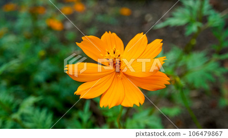 Yellow cosmos blooming in the wild 106479867