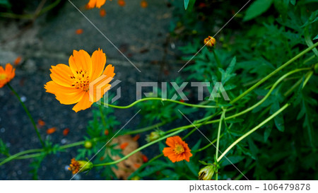 野外盛開的黃色波斯菊 106479878