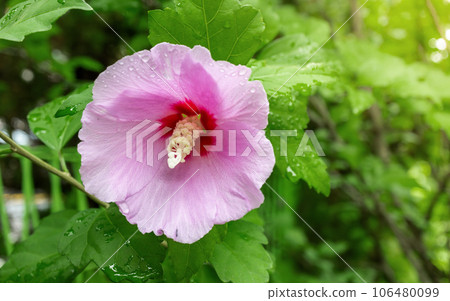 Korean national flower in the name Rose of Sharon or Mugunghwa flower Korean national flower in the name Rose of Sharon or Mugunghwa flower 106480099